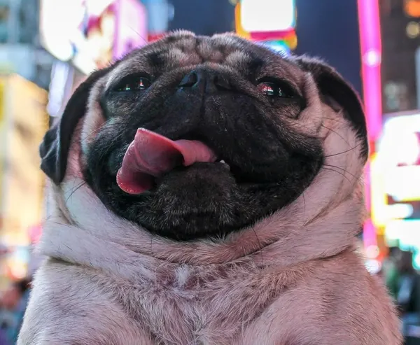 Doug the Pug